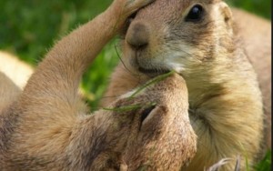 Campaign to Save the Castle Rock Prairie Dogs led by Deep Green Resistance Colorado